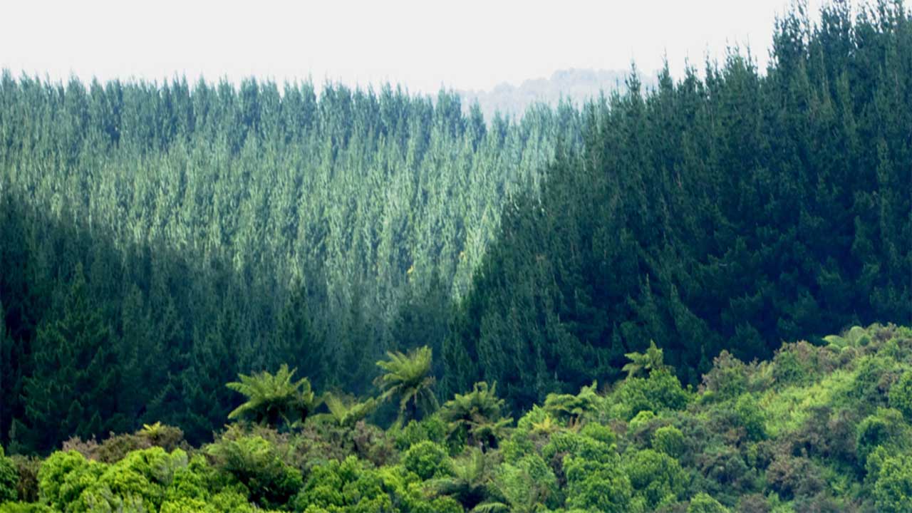 Revegetasi Mine Closure Langkah Nyata Kembalikan Fungsi Lahan