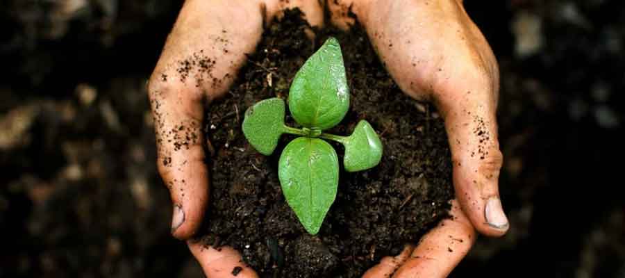 Apa Itu Top Soil? Lapisan Tanah yang Subur