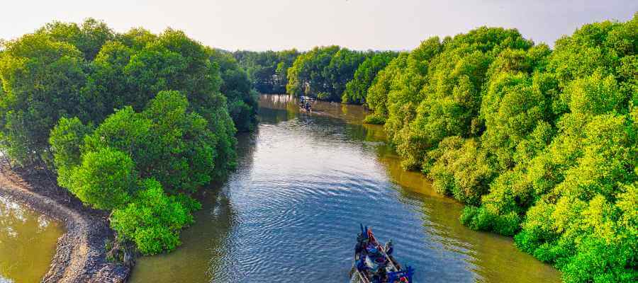 Cegah Hilangnya Daratan! Ini Pentingnya Reboisasi Mangrove