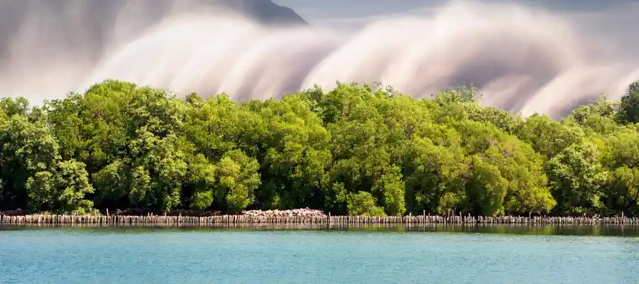 Mangrove Bisa Cegah Tsunami? Cek faktanya disini!