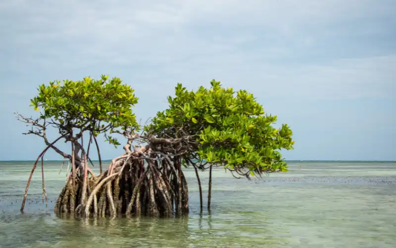 mangrove rehabilitasi das