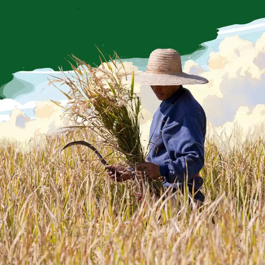 hero petani